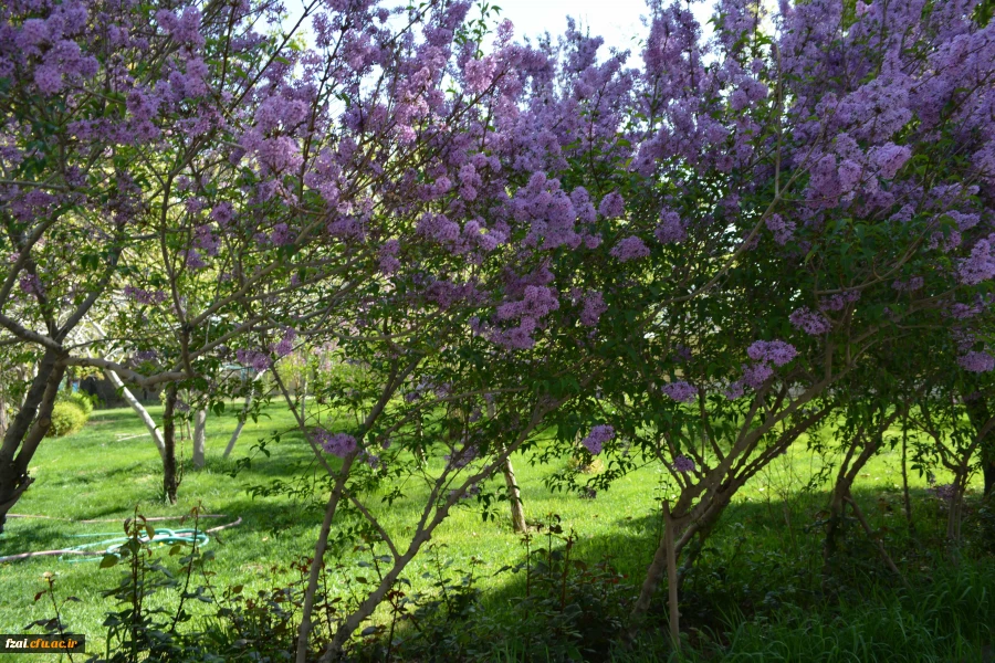 پردیس فاطمه زهرا (س)