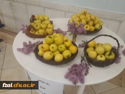 توزیع سیب به عنوان نماد سلامتی به مناسبت روز سلامت در پردیس فاطمه زهرا(س)