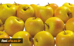 توزیع سیب به عنوان نماد سلامتی به مناسبت روز سلامت در پردیس فاطمه زهرا(س)