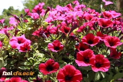 زیباسازی فضای سبز وگلکاری