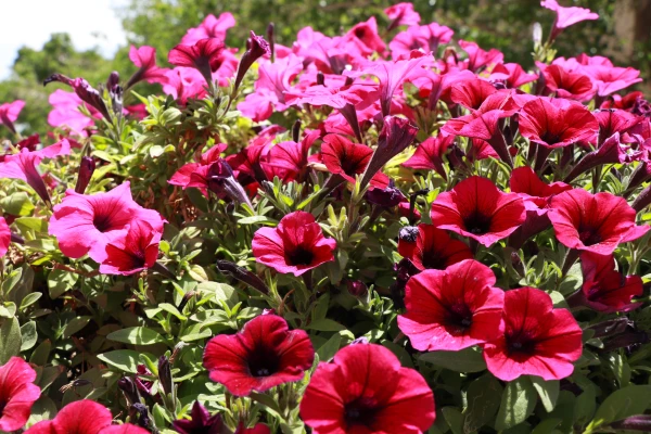 زیباسازی فضای سبز وگلکاری