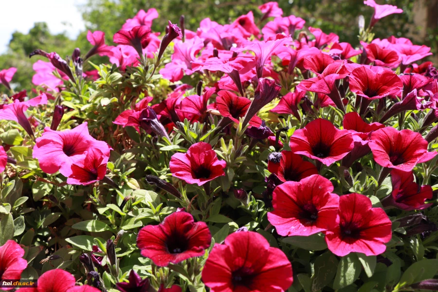 زیباسازی فضای سبز وگلکاری